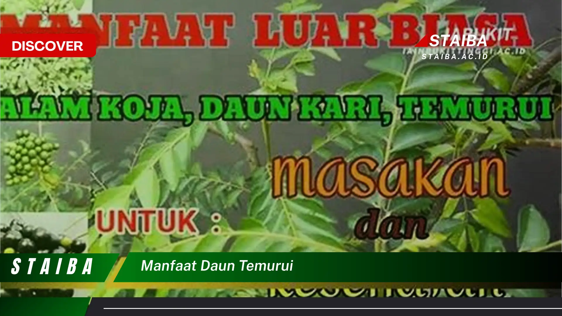 Ketahui 9 Manfaat Daun Temurui untuk Kesehatan Tubuh Anda