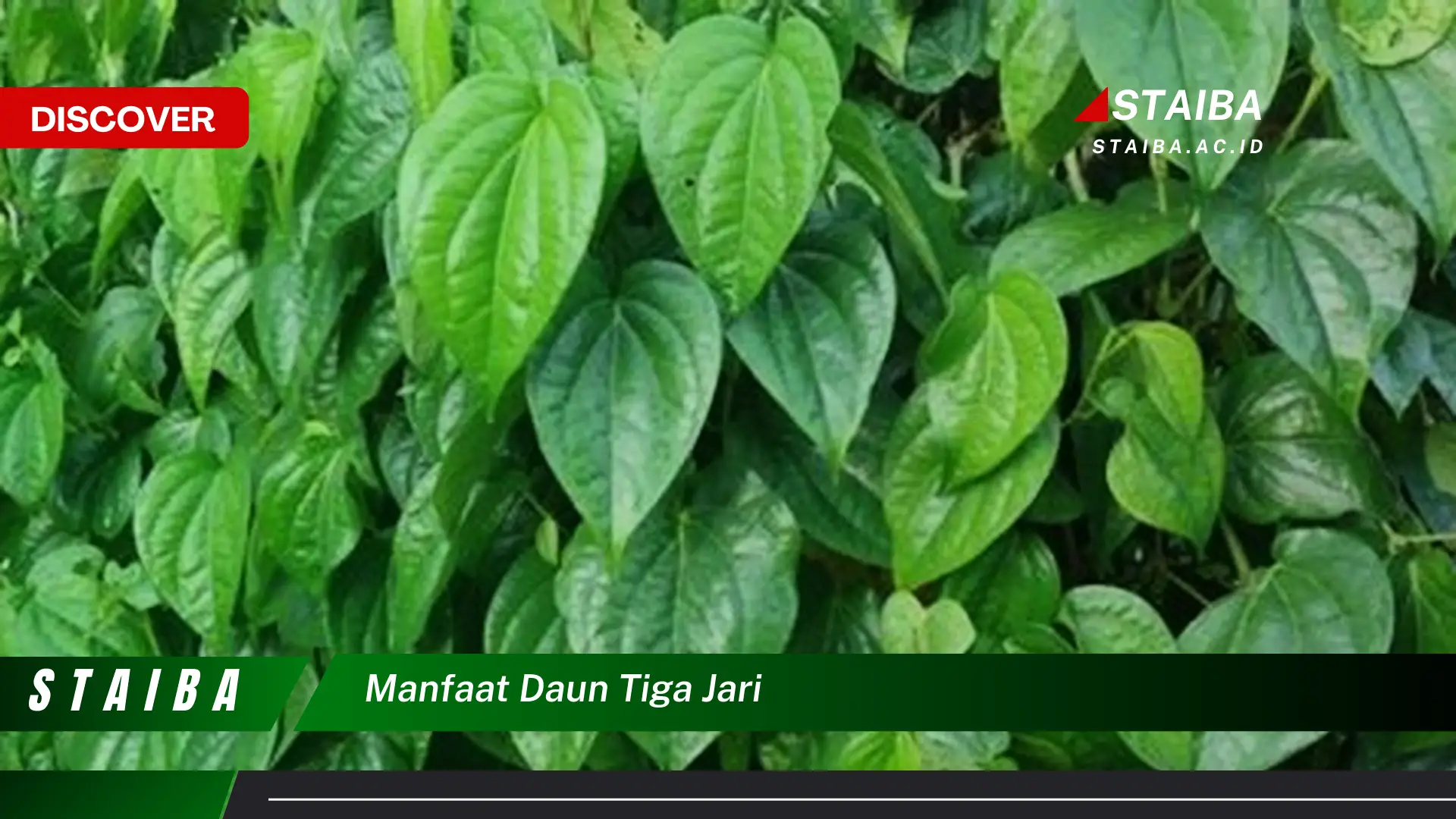 Ketahui 10 Manfaat Daun Tiga Jari untuk Kesehatan Anda