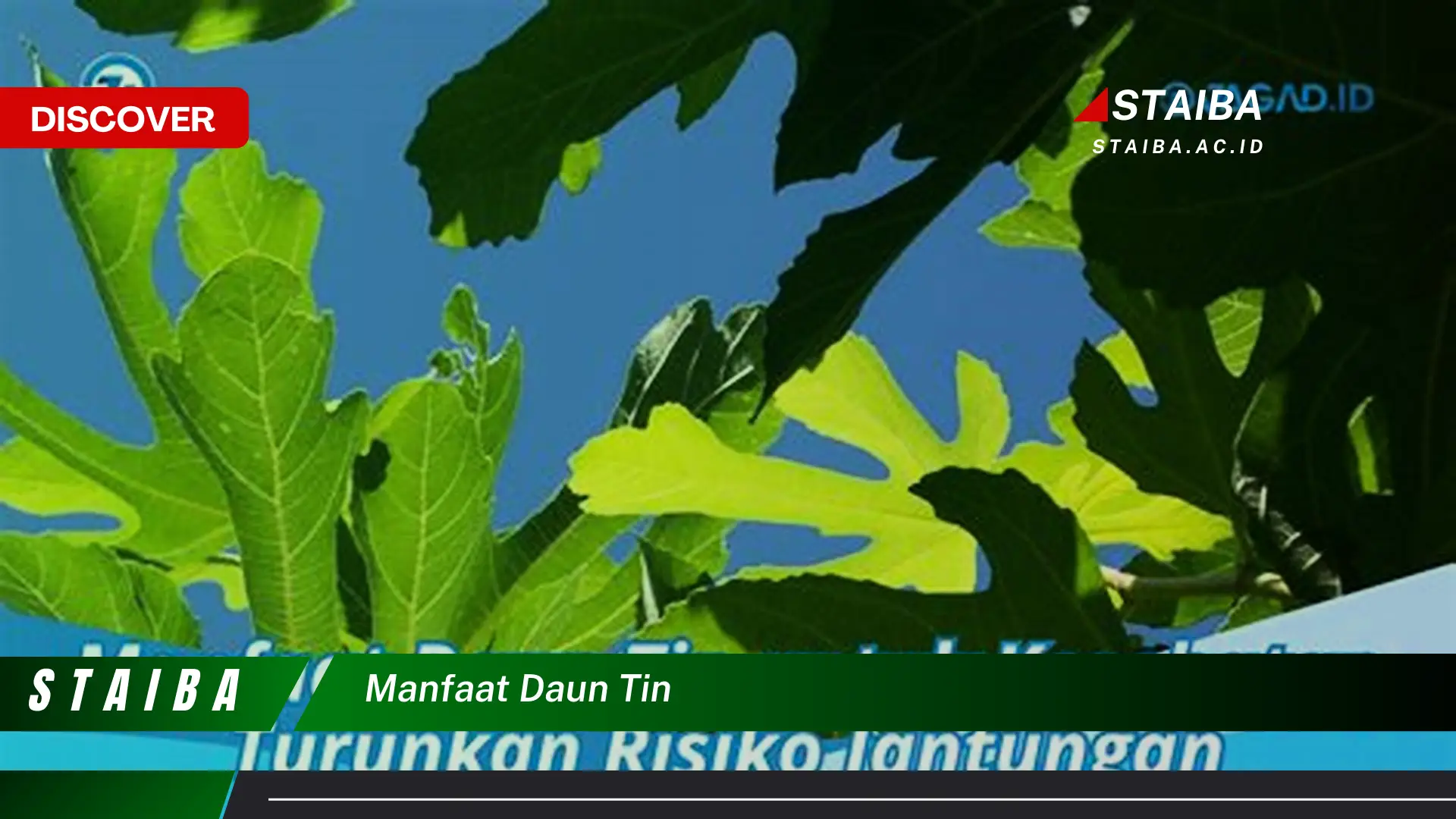 Ketahui Manfaat Daun Tin yang Jarang Diketahui