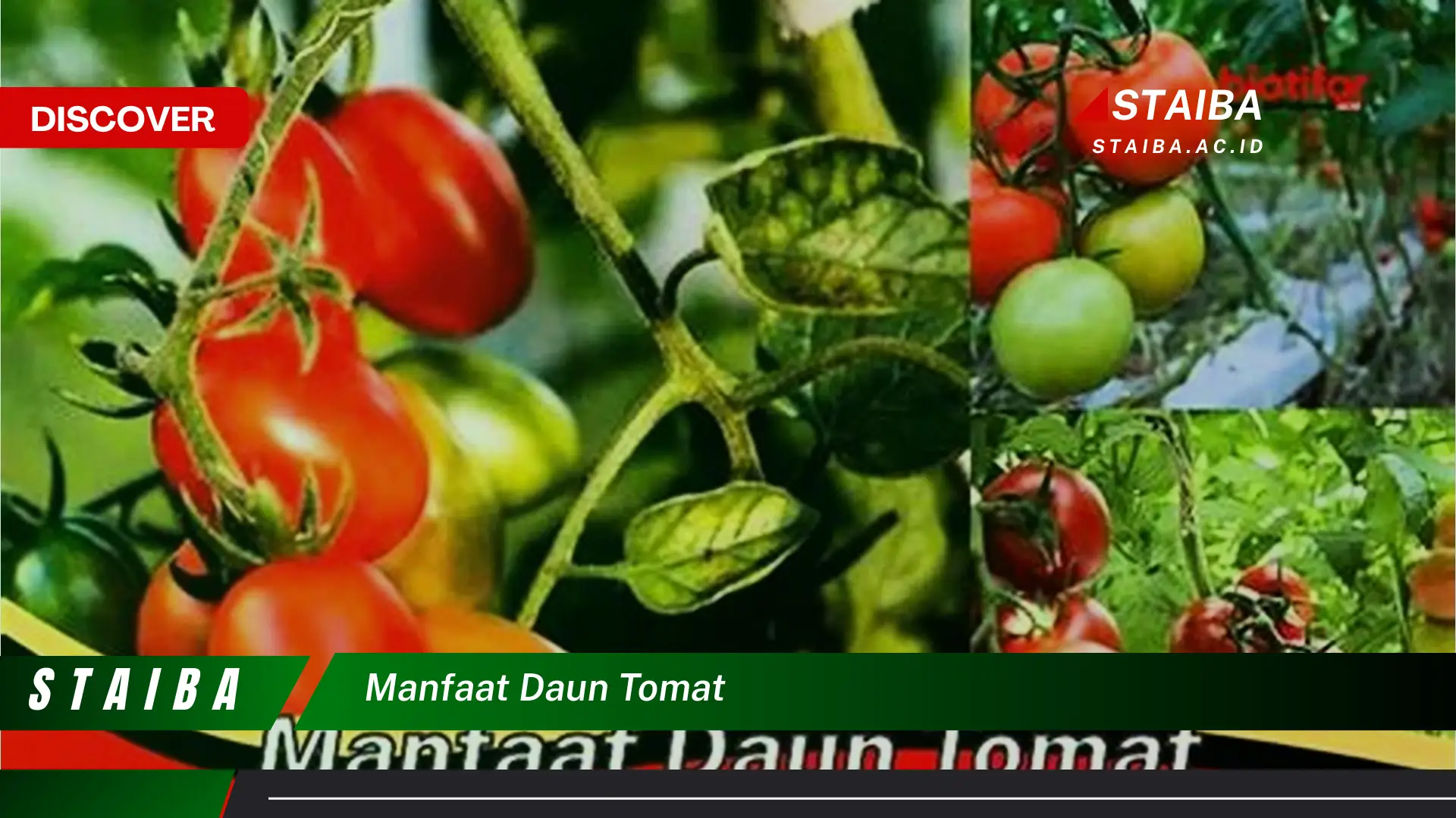 Ketahui Manfaat Daun Tomat untuk Kesehatan dan Kecantikan Kulit