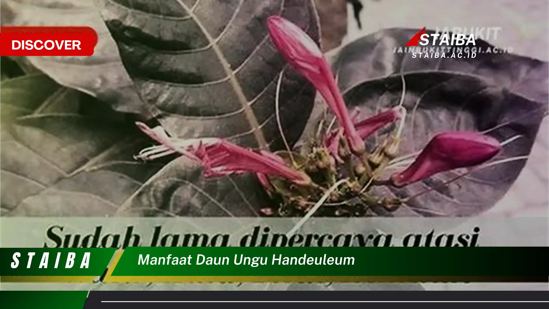 Ketahui 8 Manfaat Daun Ungu Handeuleum untuk Kesehatan Anda
