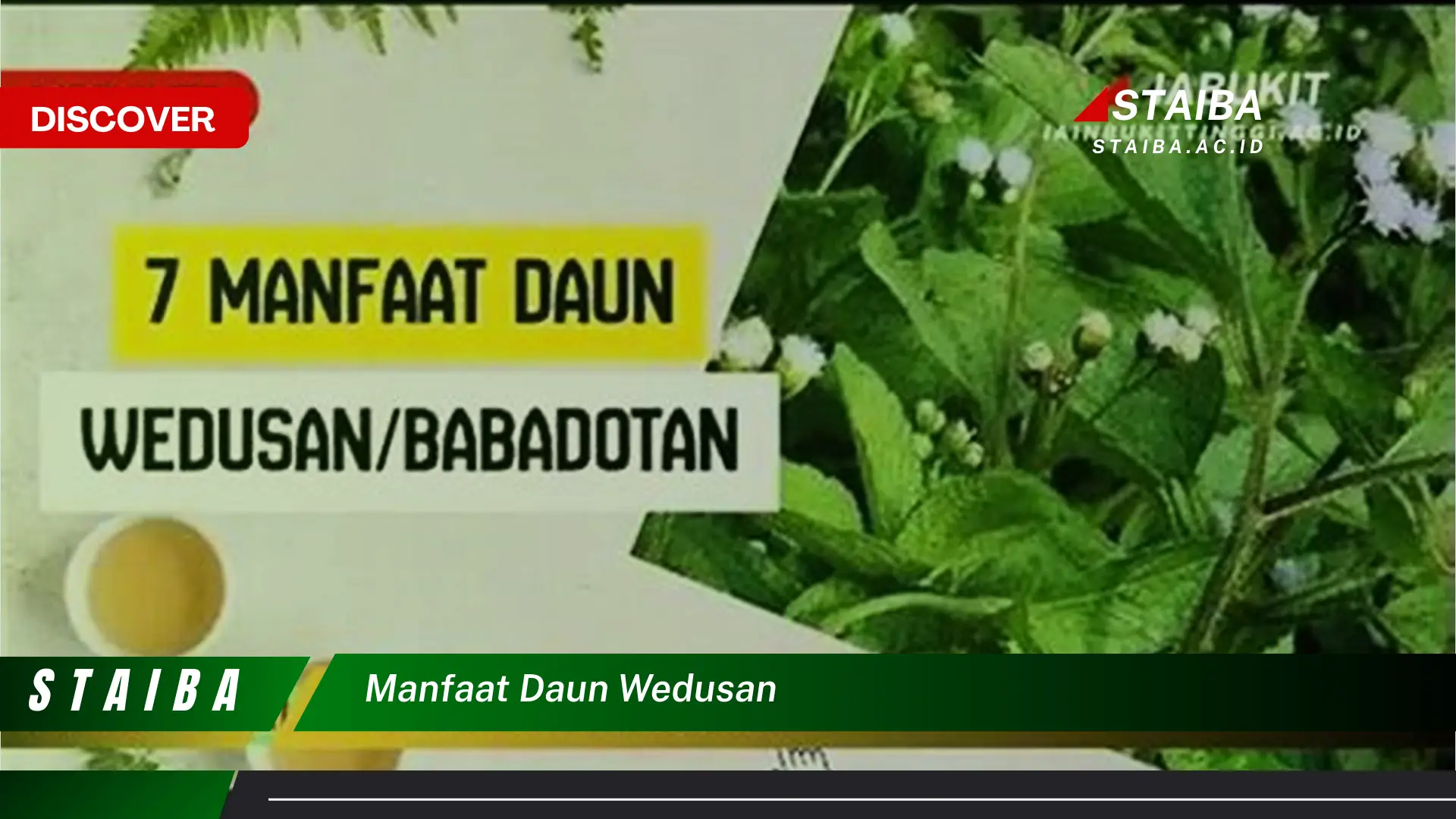 Ketahui 9 Manfaat Daun Wedusan untuk Kesehatan dan Kecantikan