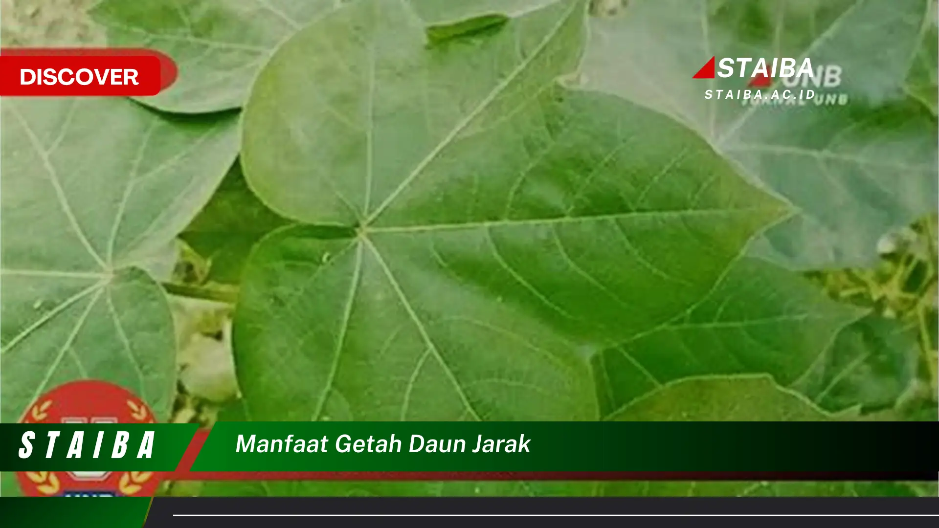 7 Khasiat Getah Jarak: Rahasia Kesehatan Alami