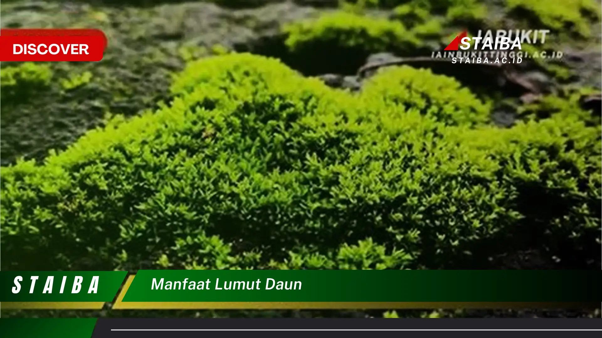 Ketahui 9 Manfaat Lumut Daun untuk Kesehatan, Kecantikan, dan Lingkungan Ketahui 9 Manfaat Lumut Daun untuk Kesehatan, Kecantikan, dan Lingkungan