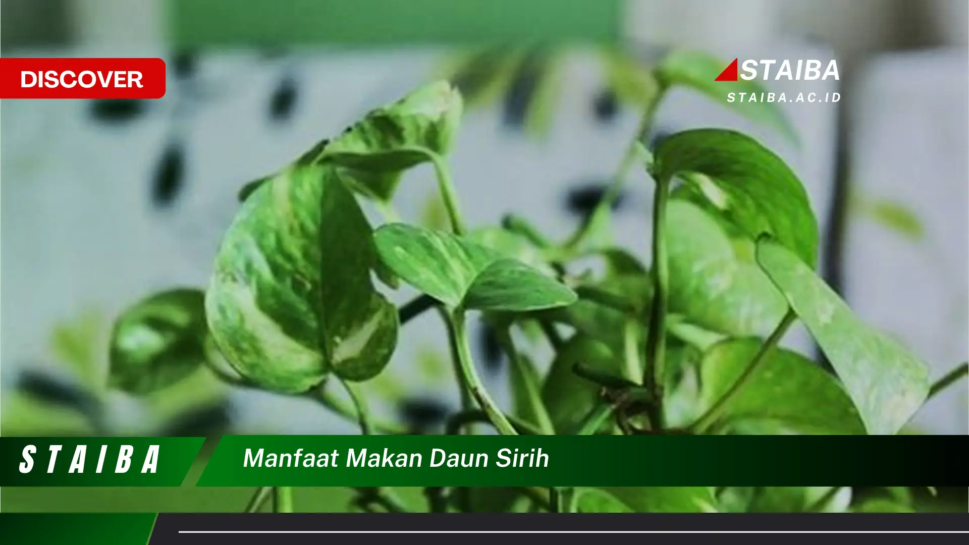 Ketahui 9 Manfaat Makan Daun Sirih untuk Kesehatan Tubuh Anda Ketahui 9 Manfaat Makan Daun Sirih untuk Kesehatan Tubuh Anda