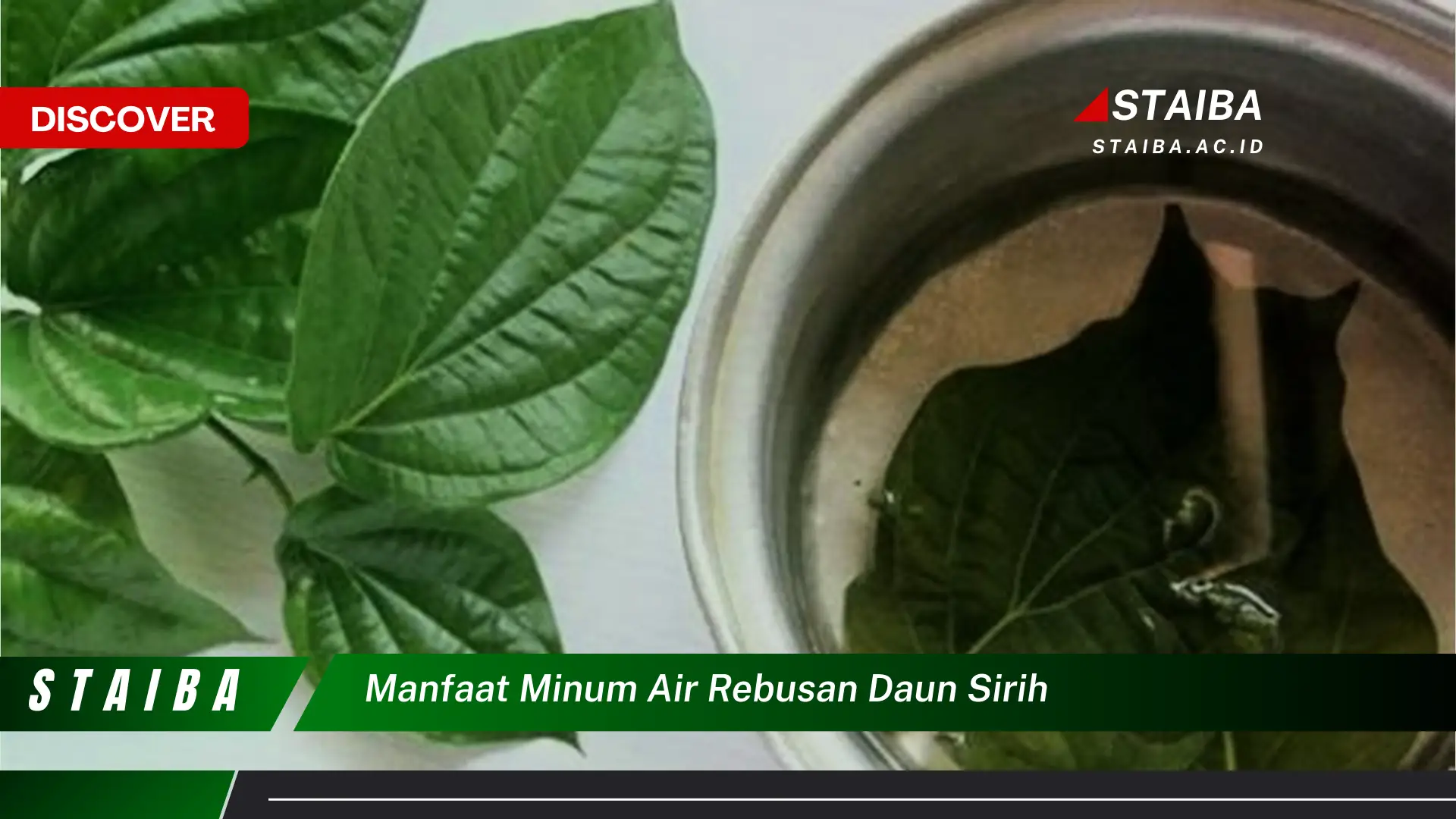 Ketahui 9 Manfaat Minum Air Rebusan Daun Sirih untuk Kesehatan Anda