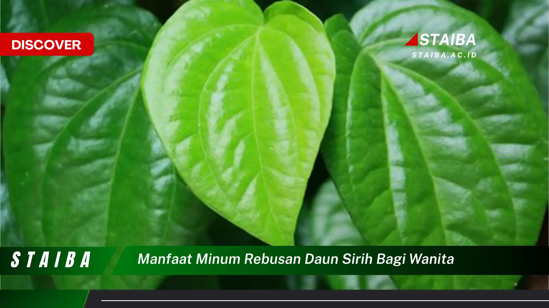 Ketahui 10 Manfaat Minum Rebusan Daun Sirih Bagi Wanita untuk Kesehatan dan Kecantikan