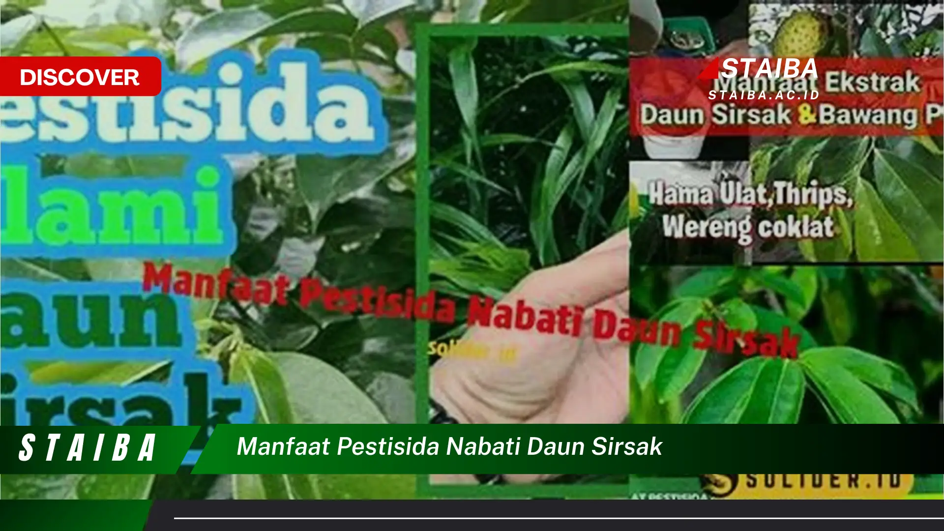 Ketahui 9 Manfaat Pestisida Nabati Daun Sirsak untuk Tanaman Anda dan Cara Membuatnya