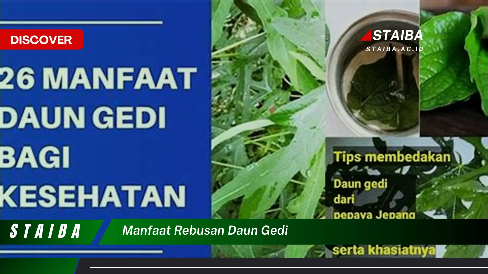 Ketahui 8 Manfaat Rebusan Daun Gedi untuk Kesehatan Tubuh Anda