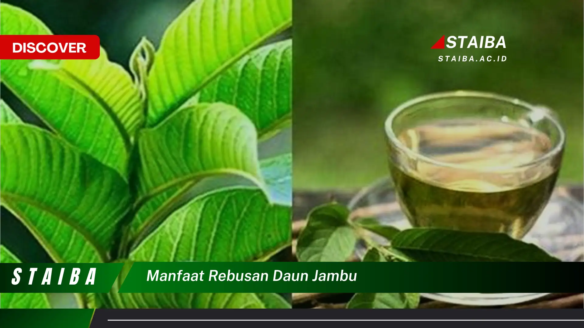 Ketahui 9 Manfaat Rebusan Daun Jambu biji untuk Mengatasi Diare Secara Alami Ketahui 9 Manfaat Rebusan Daun Jambu biji untuk Mengatasi Diare Secara Alami