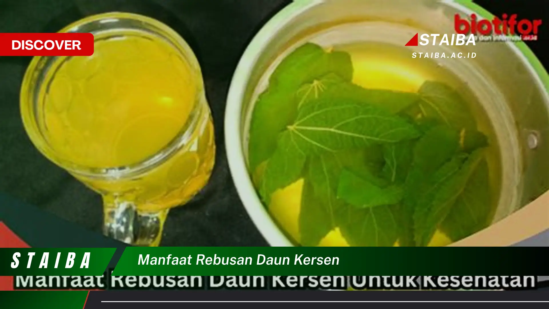 Ketahui 9 Manfaat Rebusan Daun Kersen untuk Kesehatan Anda