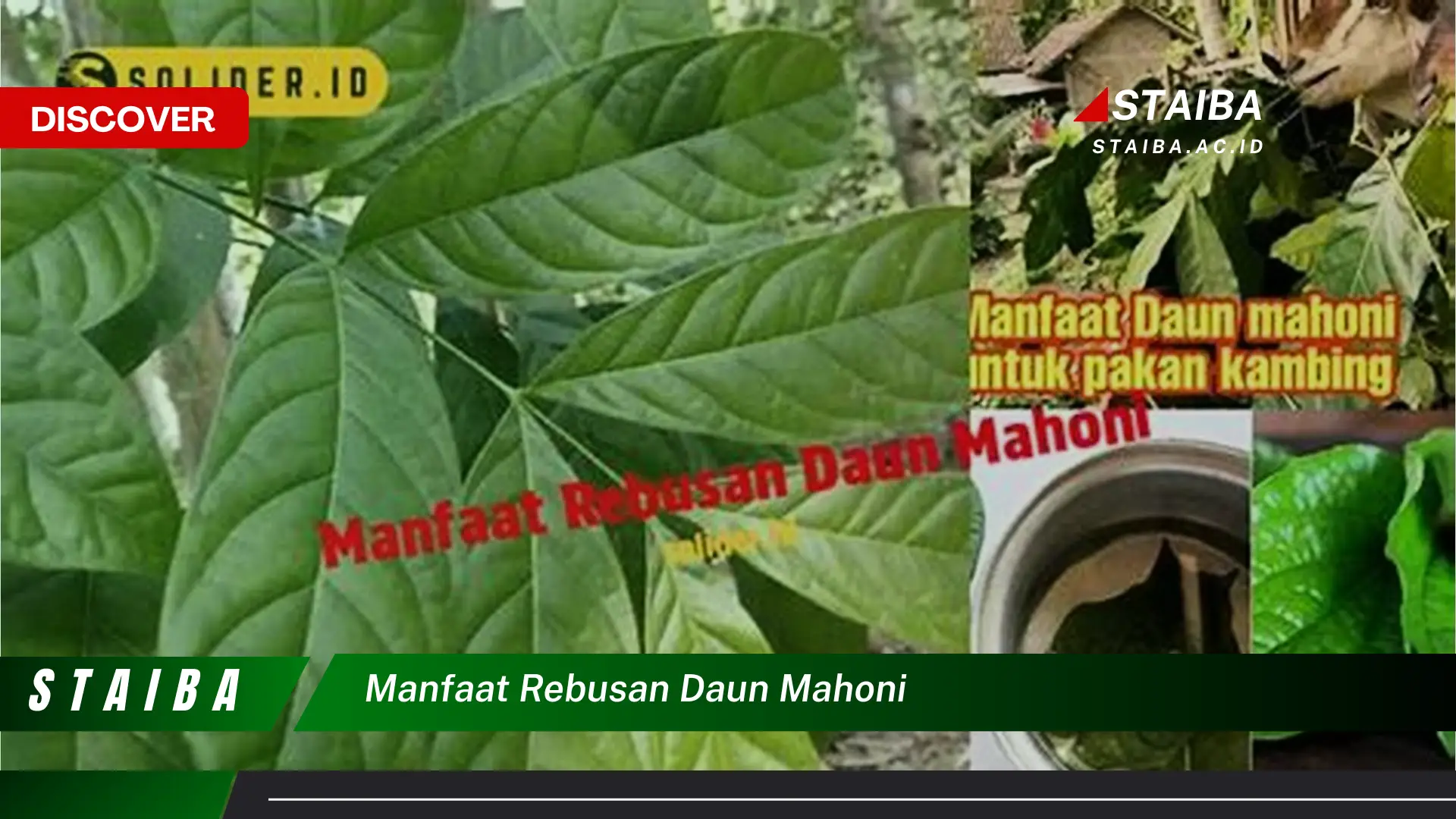 Ketahui 8 Manfaat Rebusan Daun Mahoni untuk Kesehatan Tubuh Anda