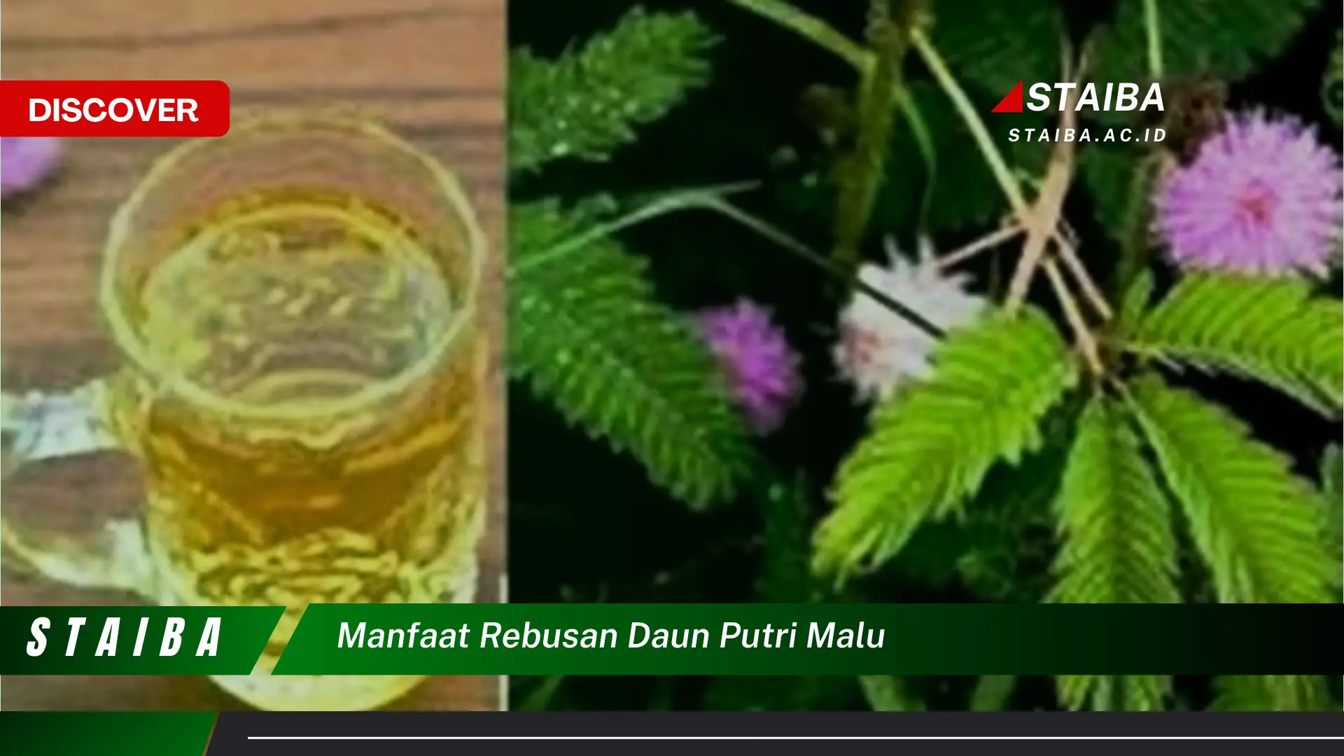 Ketahui 8 Manfaat Rebusan Daun Putri Malu untuk Kesehatan Anda