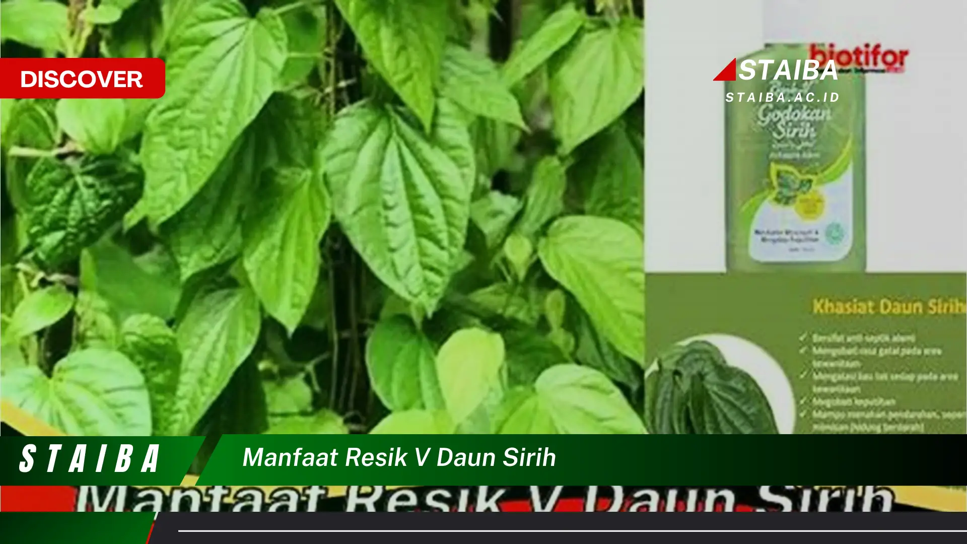 Ketahui 9 Manfaat Resik V Daun Sirih untuk Kesehatan Kewanitaan dan Cara Menggunakannya Ketahui 9 Manfaat Resik V Daun Sirih untuk Kesehatan Kewanitaan dan Cara Menggunakannya