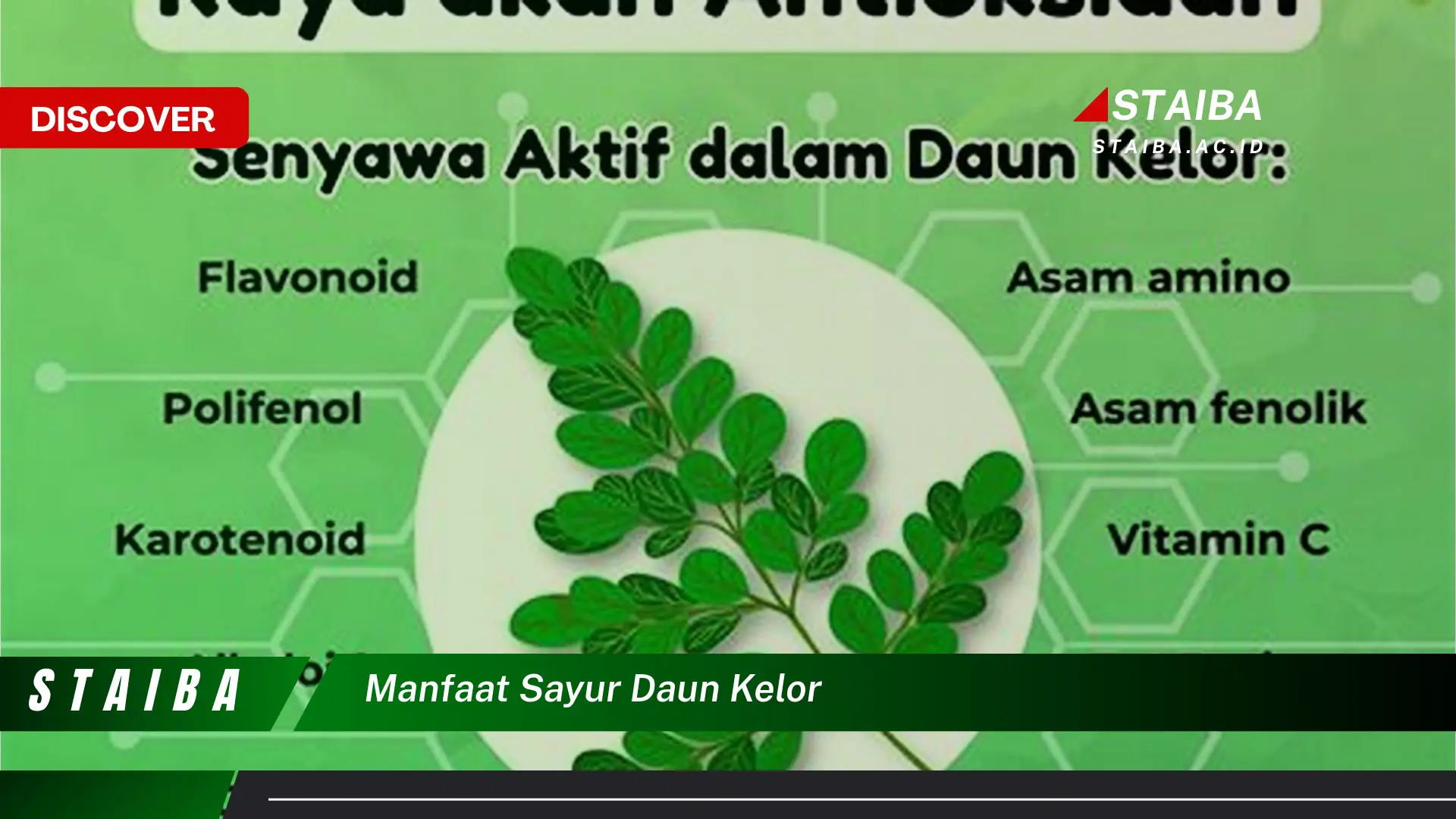 Temukan 9 Manfaat Daun Kelor yang Jarang Diketahui