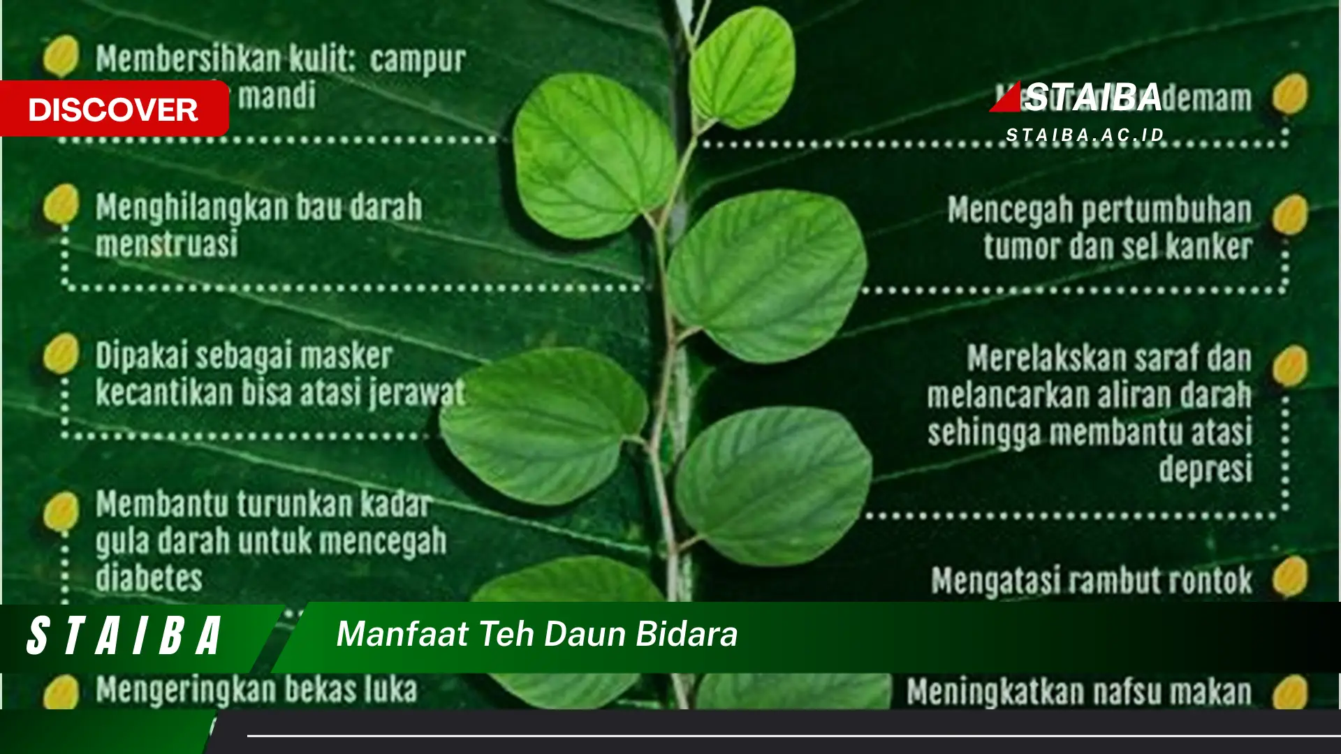 Ketahui 9 Manfaat Teh Daun Bidara untuk Kesehatan Tubuh dan Kecantikan