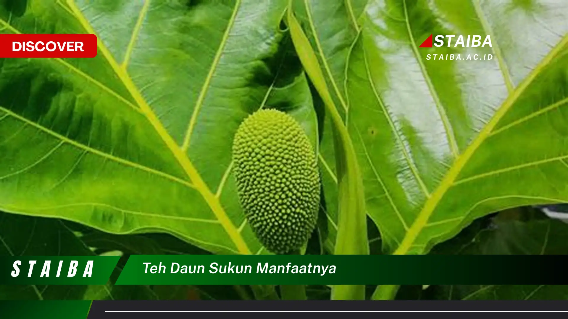 Ketahui 9 Manfaat Teh Daun Sukun untuk Kesehatan Anda