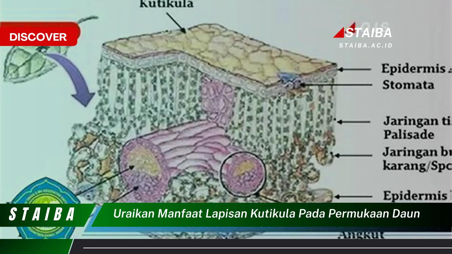 Ketahui 9 Manfaat Lapisan Kutikula pada Permukaan Daun bagi Kesehatan Tumbuhan Ketahui 9 Manfaat Lapisan Kutikula pada Permukaan Daun bagi Kesehatan Tumbuhan